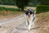 BARZOI 136